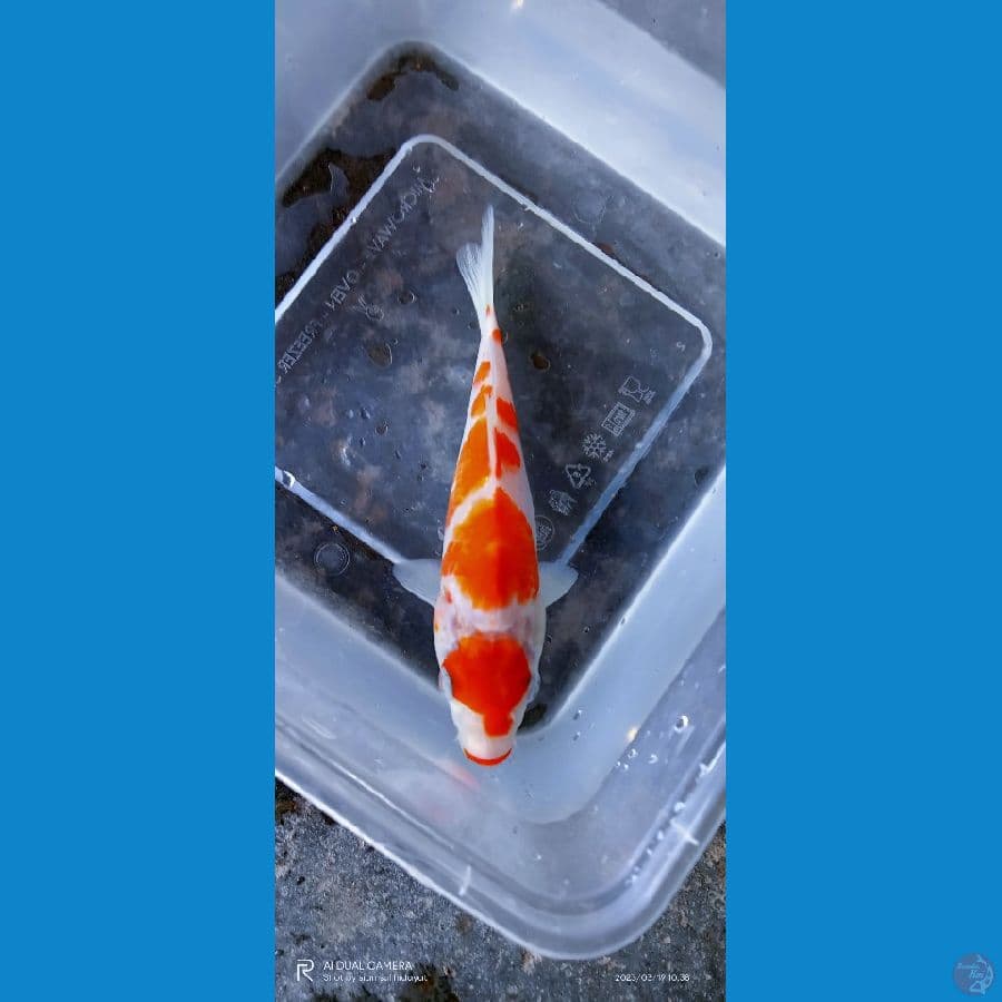 kohaku 15 cm