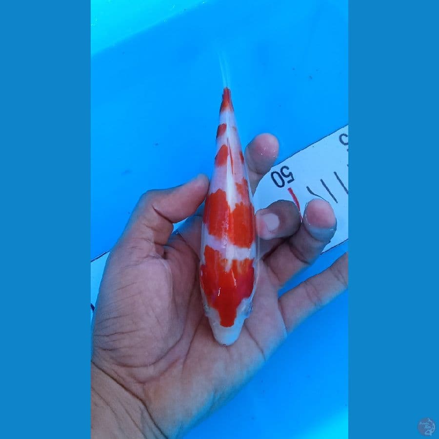 kohaku 17cm