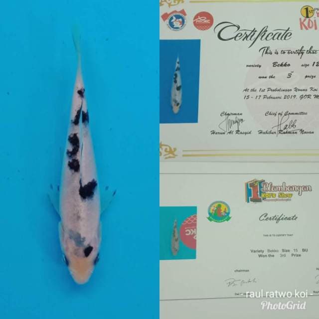 Bekko juara