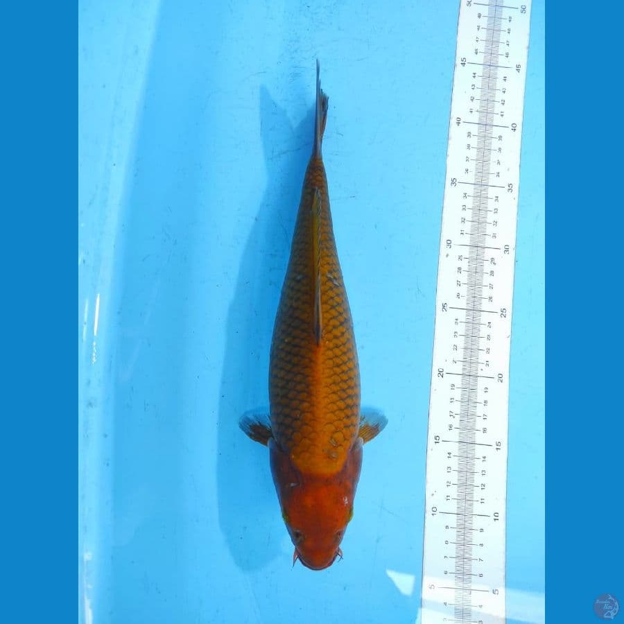 cagoi tembaga 35 bu