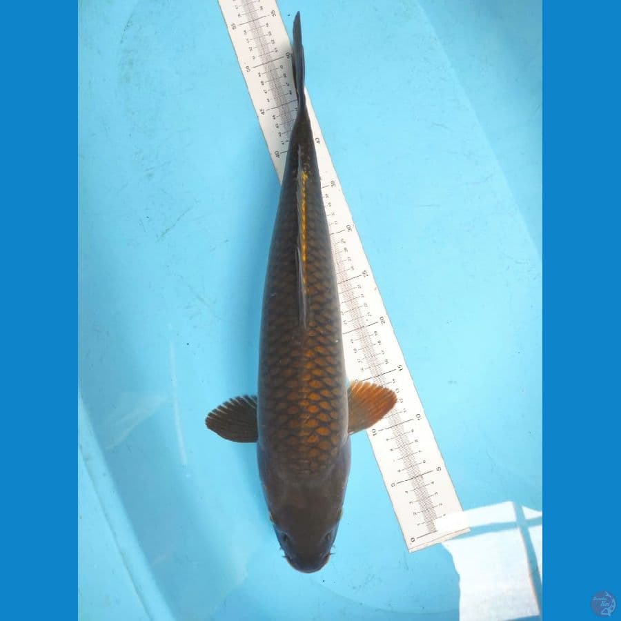 cagoi tembag 51 cm