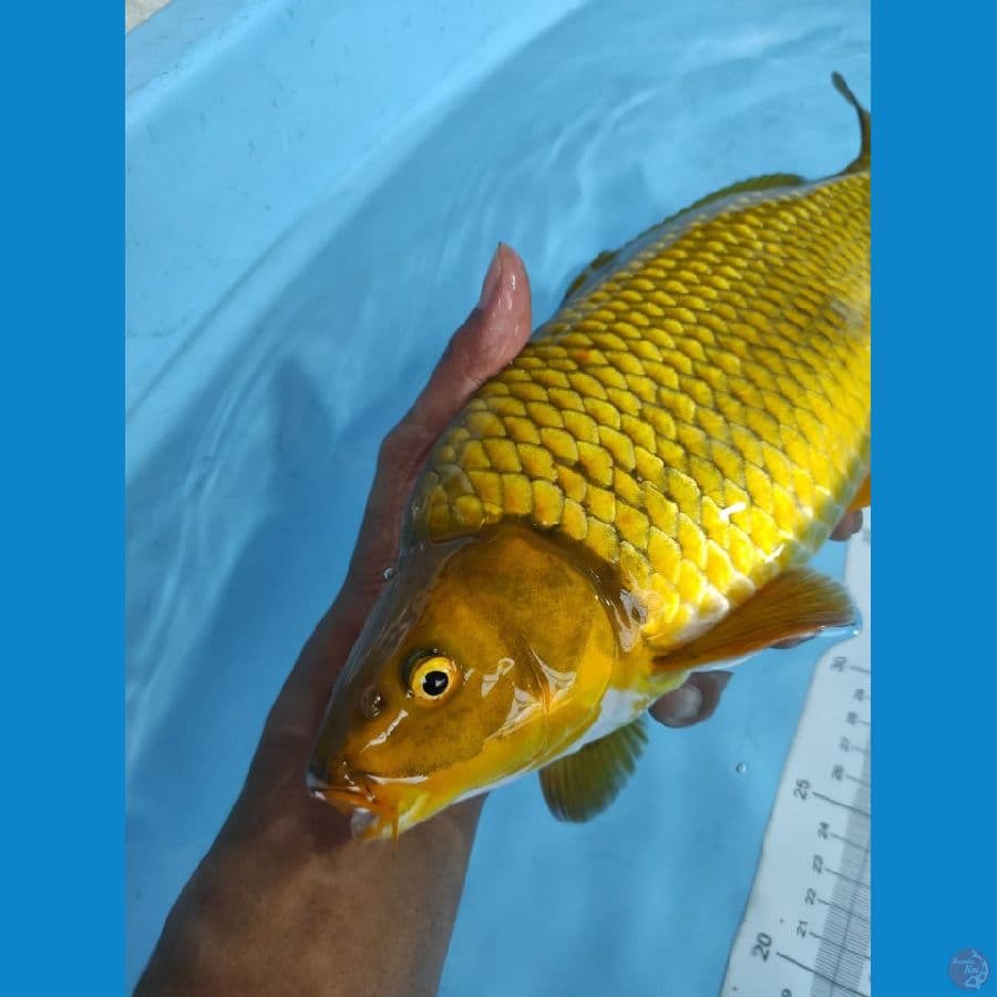 cagoi godd ring 37 cm