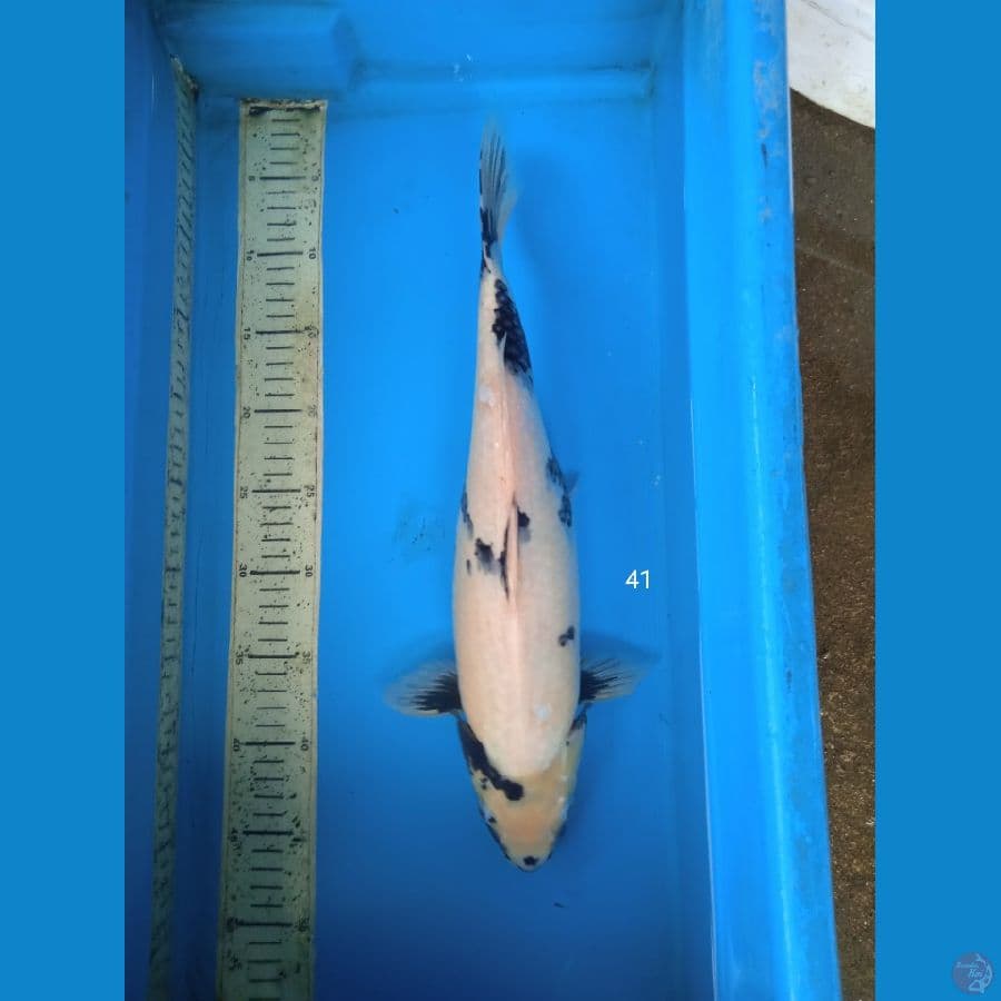 siro 41cm