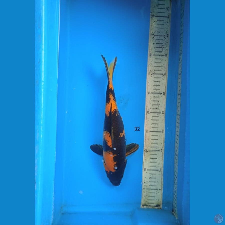 utsuri 32cm