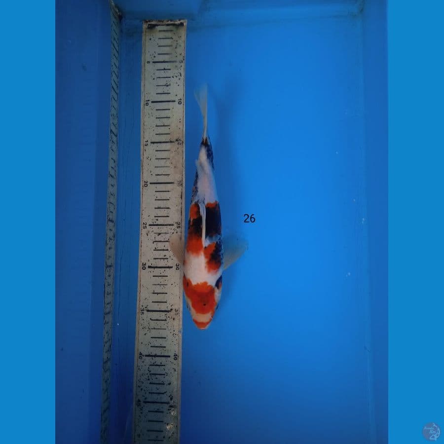 showa 26cm
