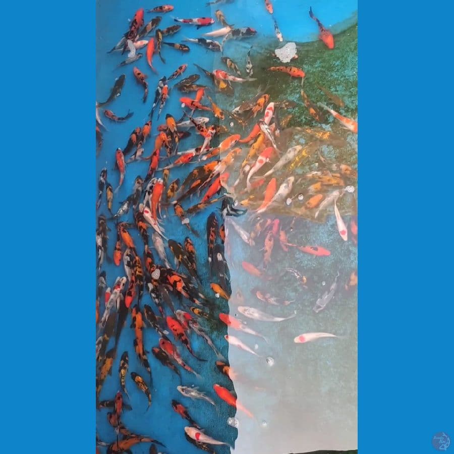 showa mix 8-15cm rata 11-12cm 160 ekor