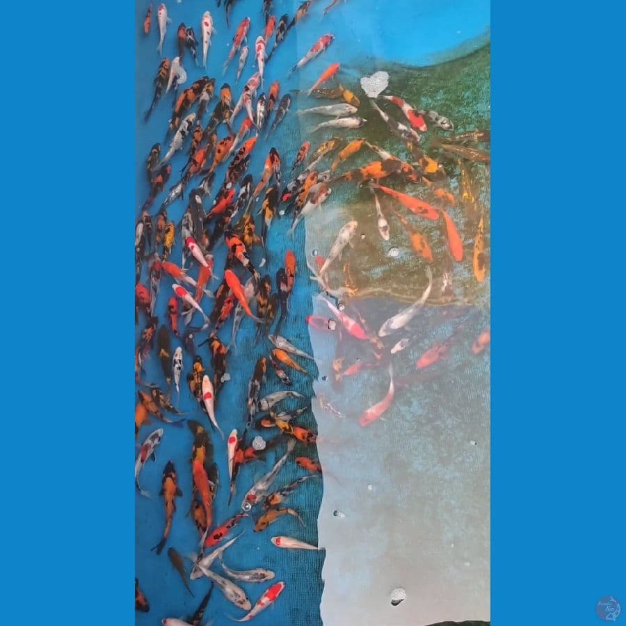 showa mix 8-15cm rata 11-12cm 160 ekor