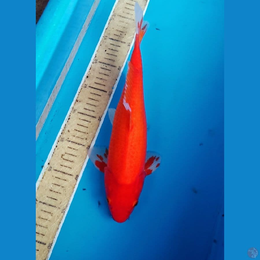 benigoii 35bu