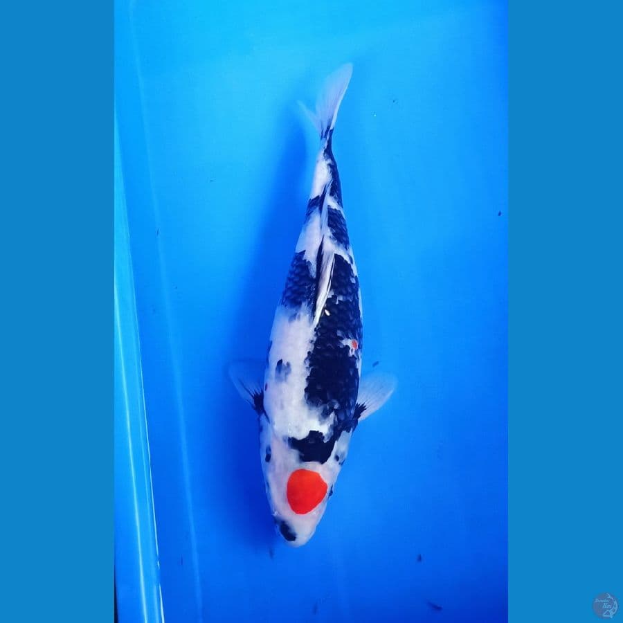 40bu original tancho showa f