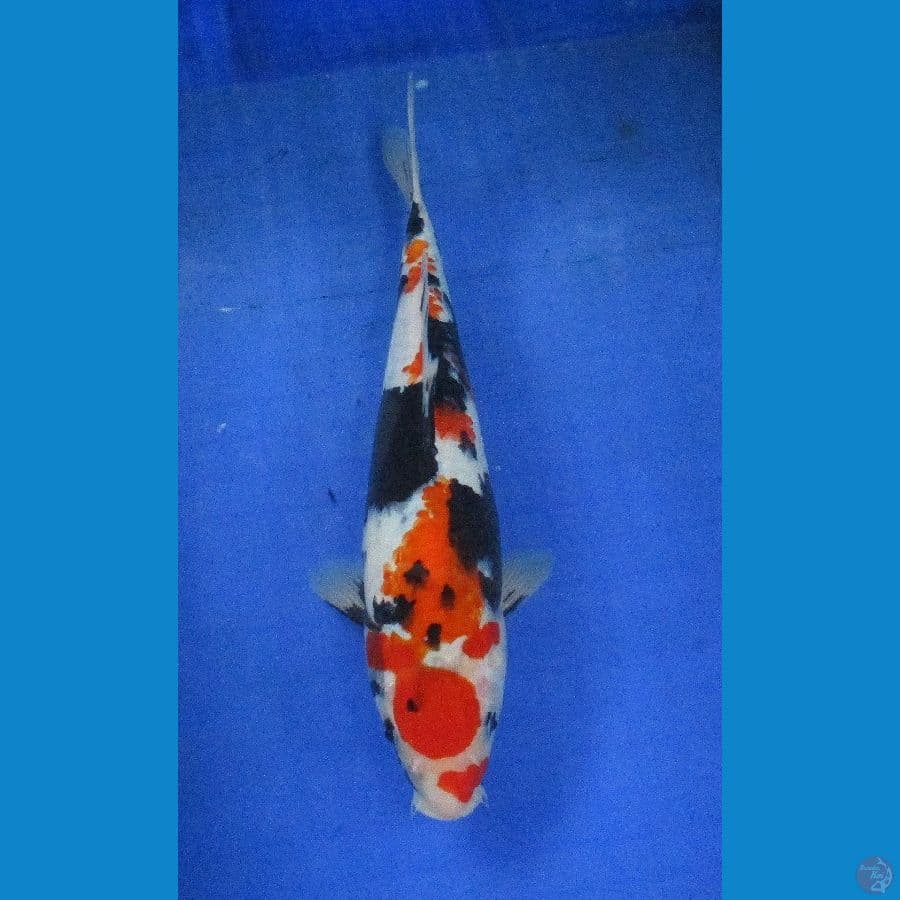 shiwa sansoku ±30cm