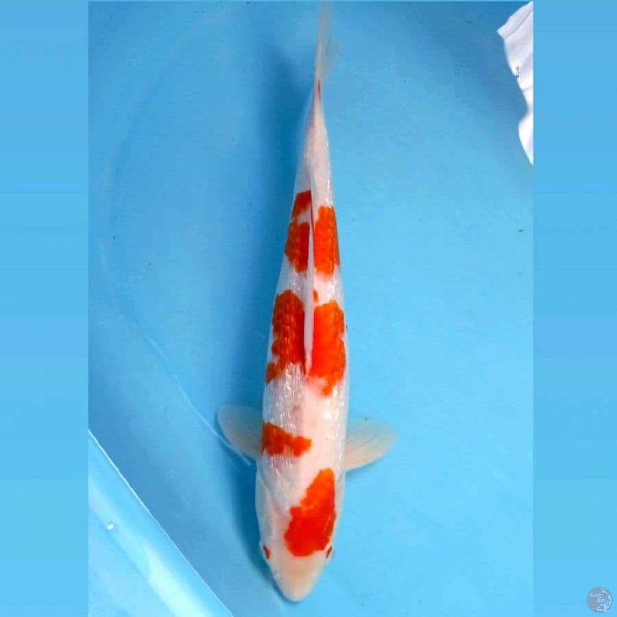 kohaku ginrin, 40 cm "original"