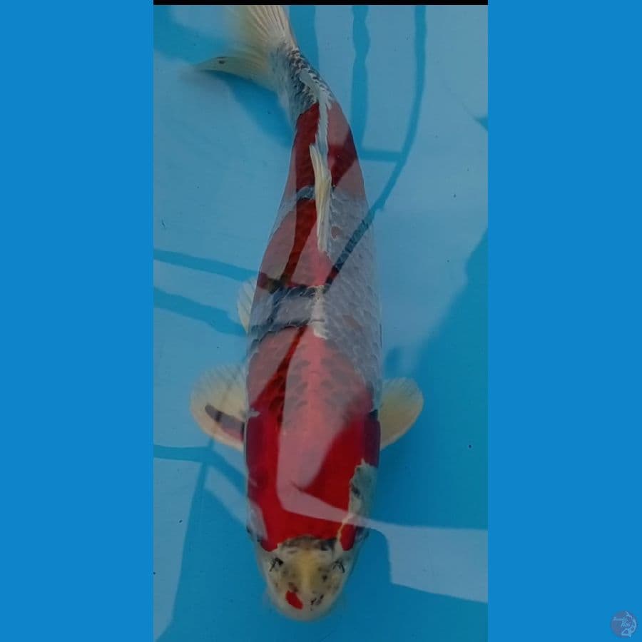 Red Kujaku jantan 50 cm