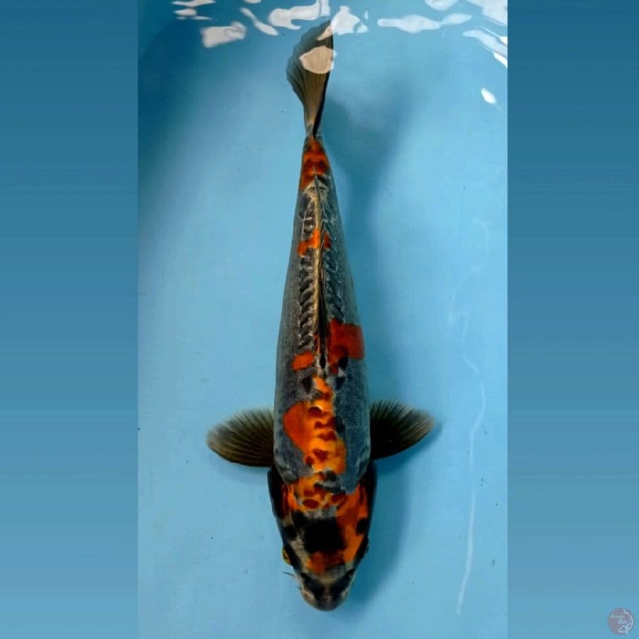 kikokuryu, 36 cm "original"