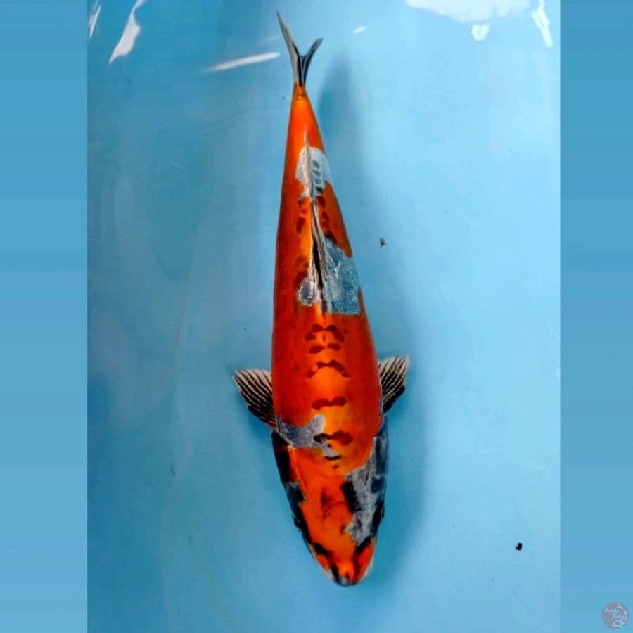 kikokuryu, 31 cm "original"