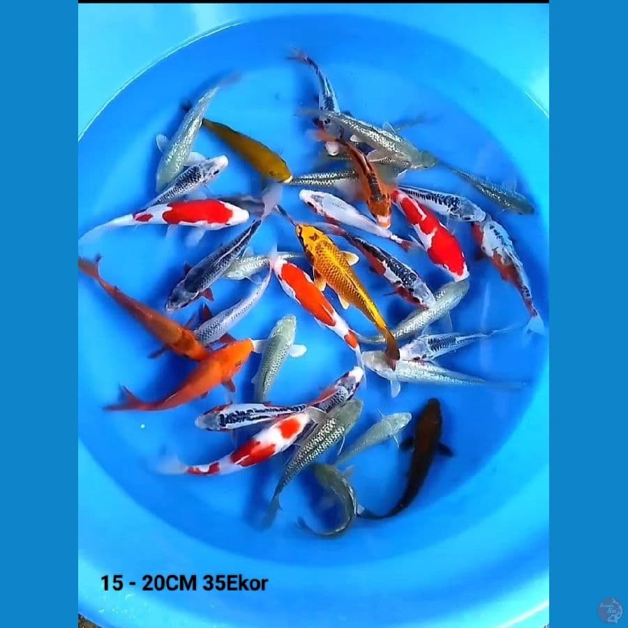 15 - 20CM 35Ekor