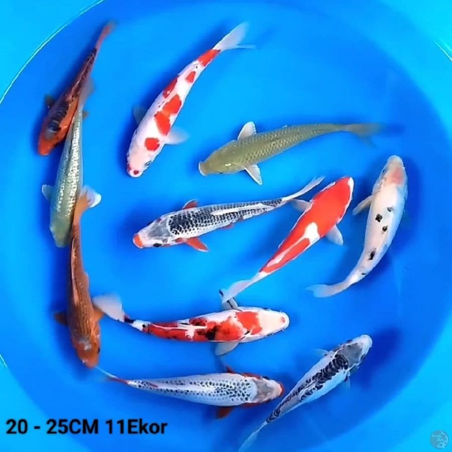 20 - 25CM 11Ekor