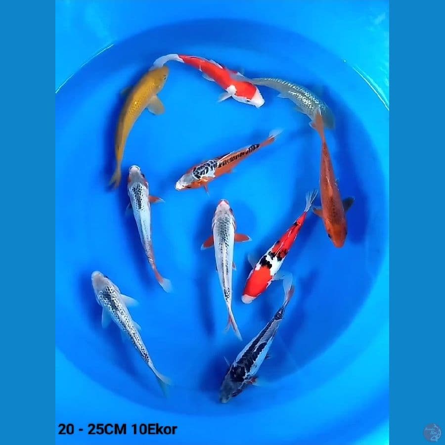 20 - 25CM 10Ekor