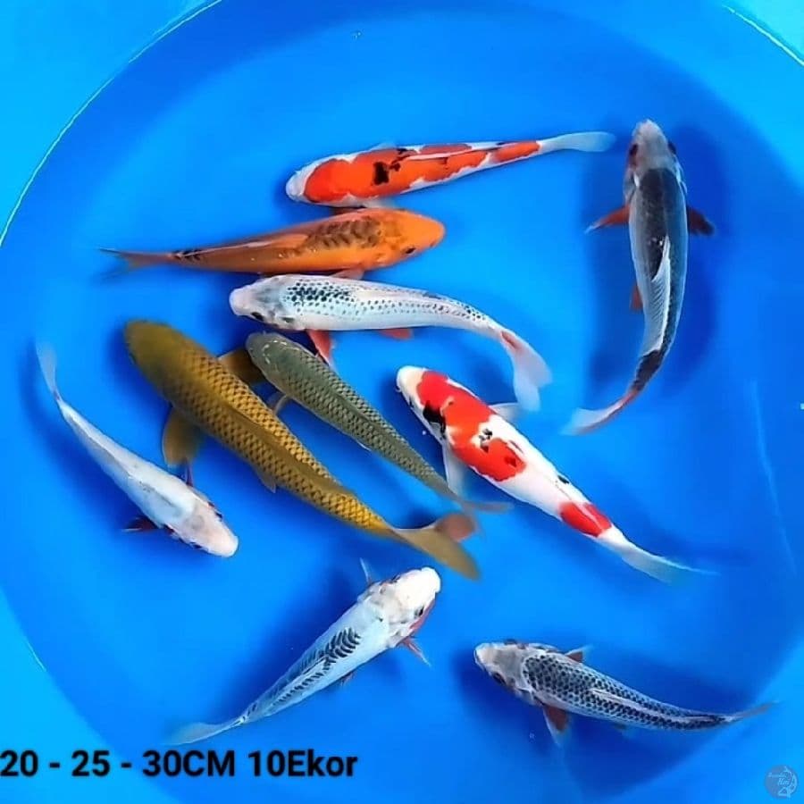 20 - 25 - 30CM 10Ekor