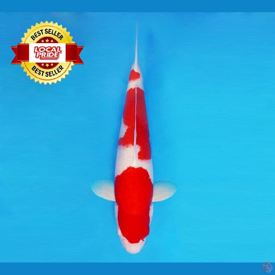 TORA 1~ Kohaku 35 cm/male ™