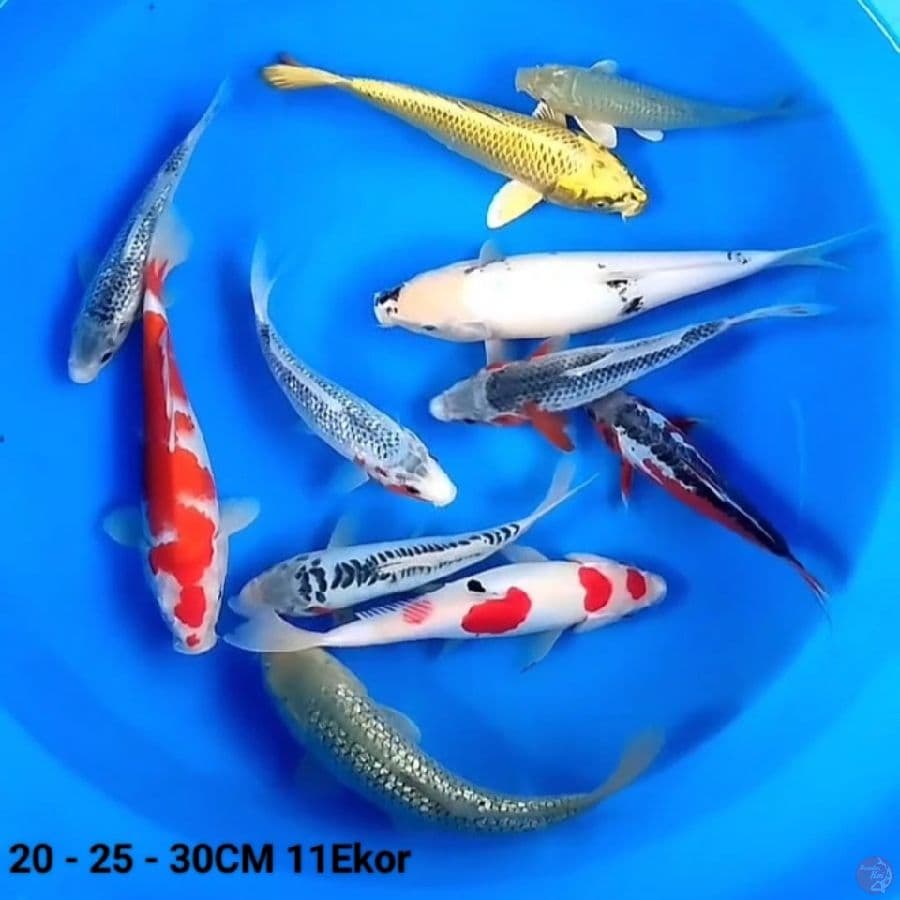 20 - 25 - 30CM 11Ekor