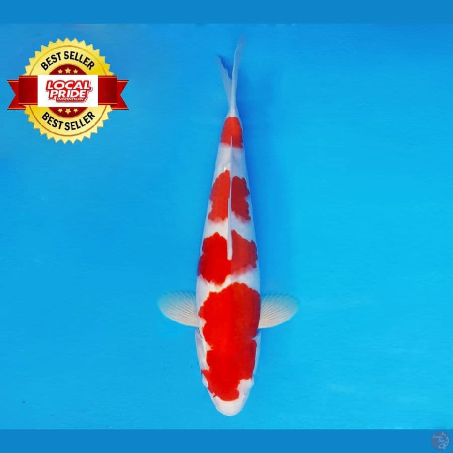 TORA 2 ~ Kohaku 39 cm/fm ™