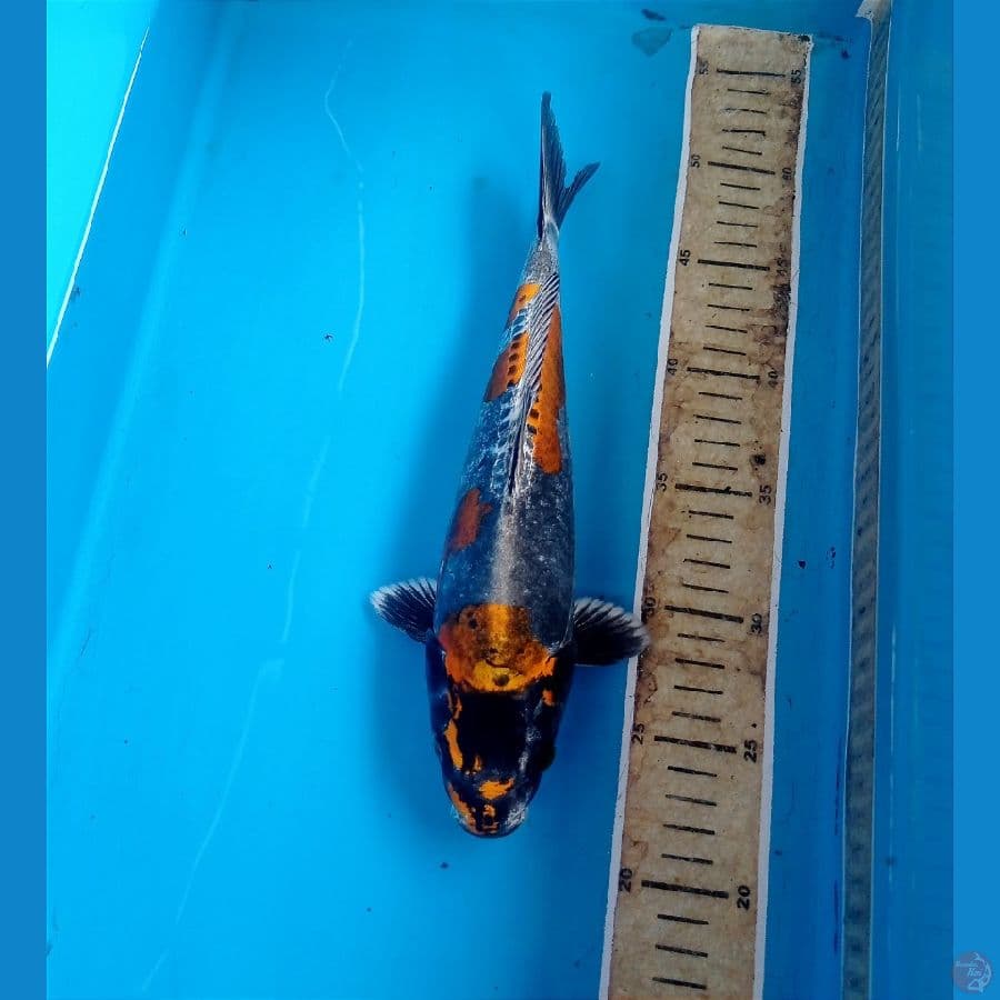 kiko 27 cm