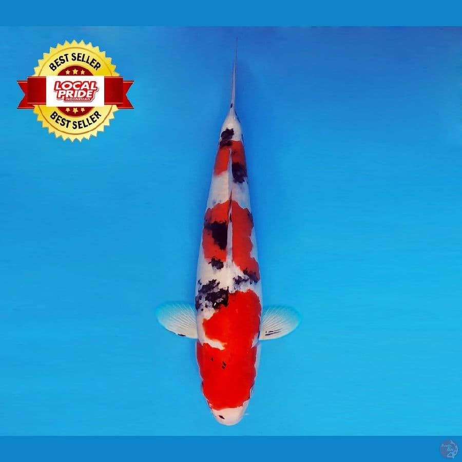 TORA 3 ~ Taisho Sanke 38 cm/fm ™