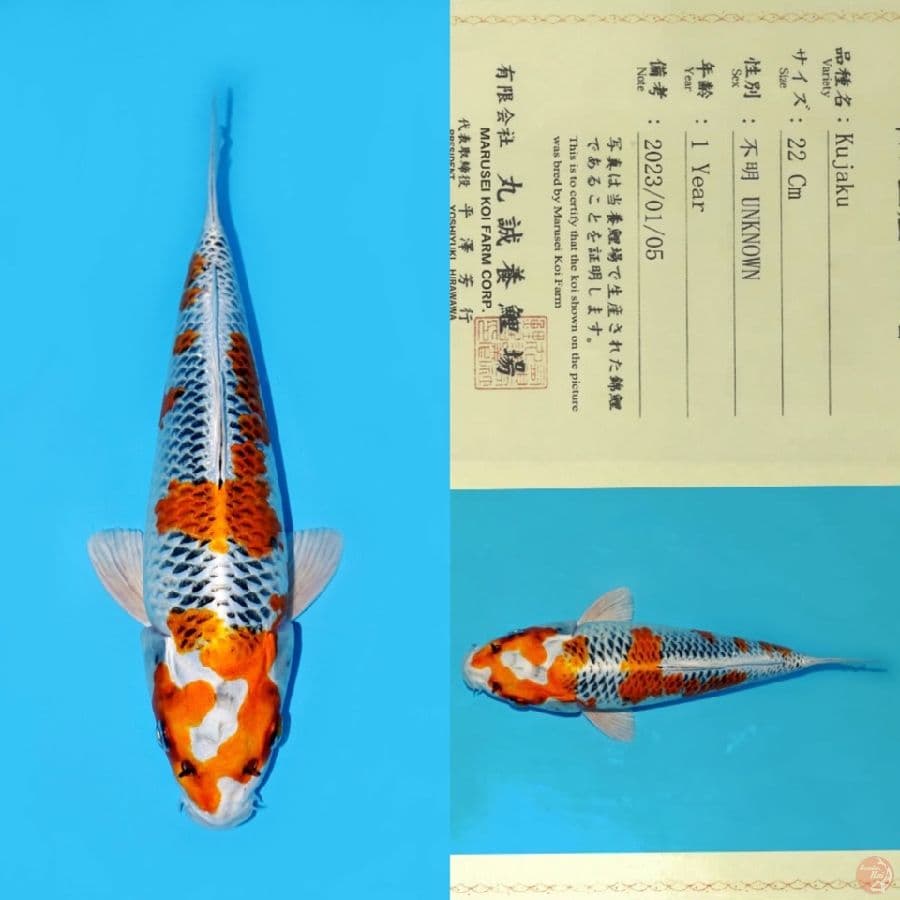 MARUSEI KUJAKU SAKURA HQ 30CM