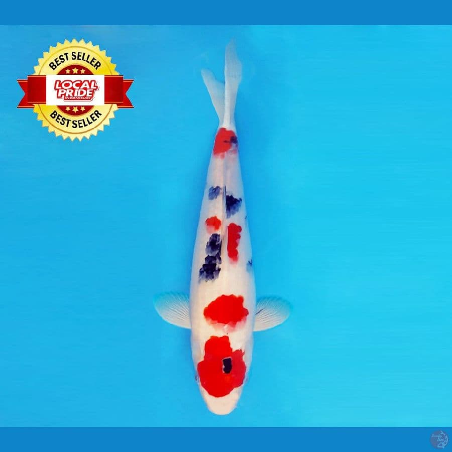 TORA 4 ~ Taisho Sanke 38 cm/fm ™