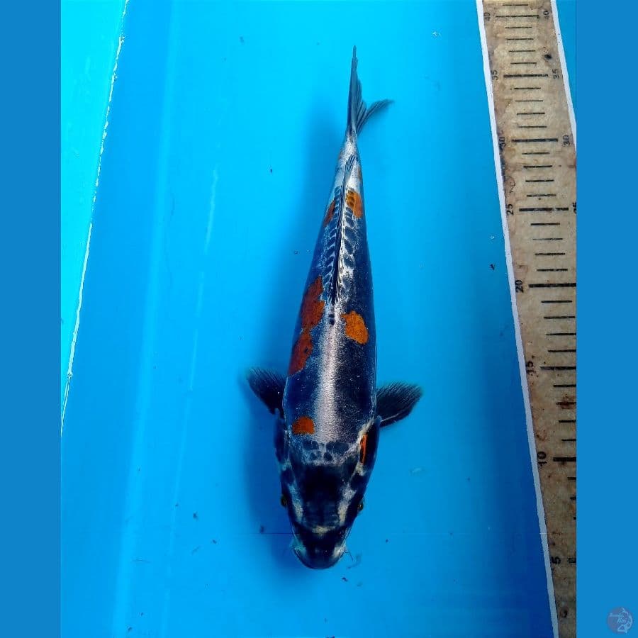 kiko 29 cm