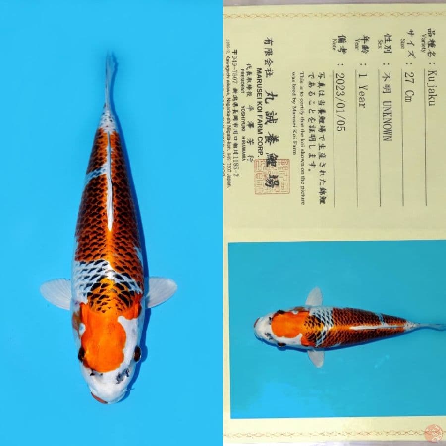 MARUSEI KUJAKU INAZUMA 35CM