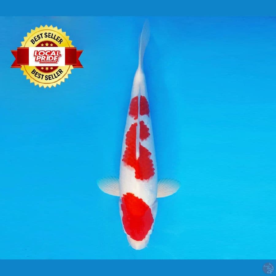 TORA 5 ~ Kohaku 37 cm/male ™