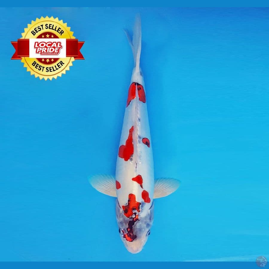 TORA 6 ~ Beni Kikokuryu 38 cm/male ™