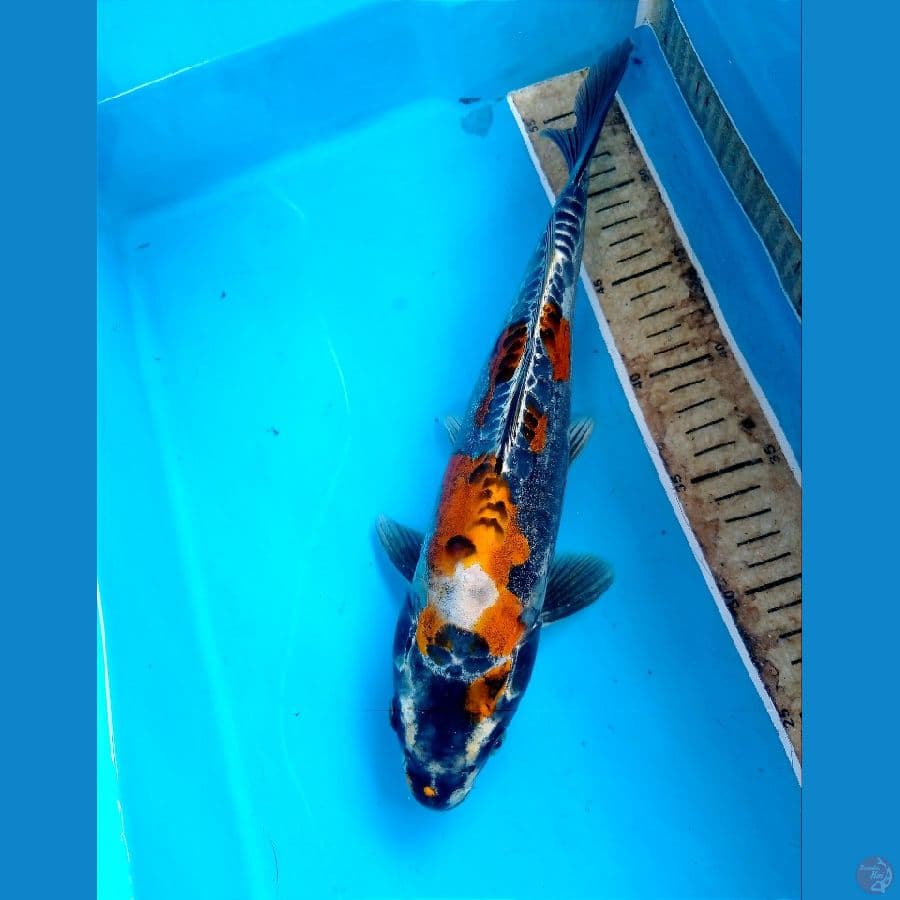 kiko 32 cm