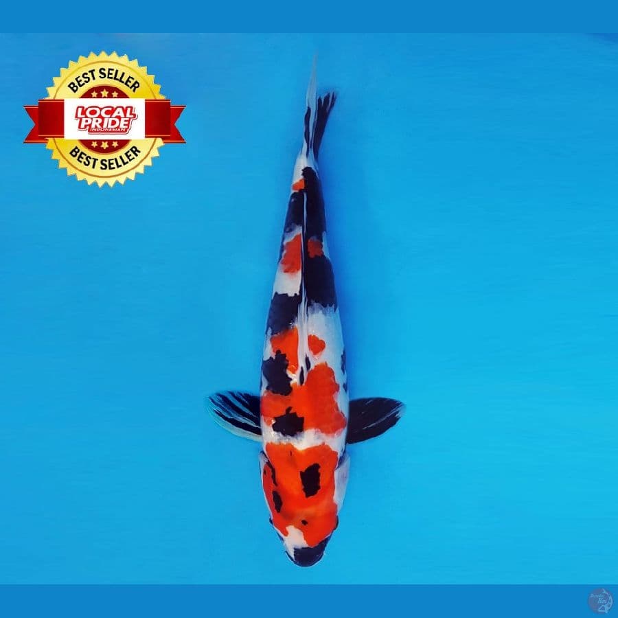 TORA 8 ~ Showa Evo 35 cm/fm ™
