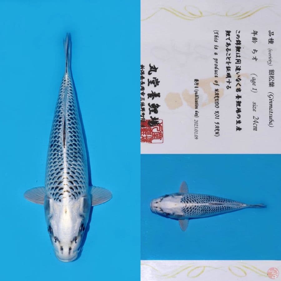 MARUDO GIN MATSUBA HQ 32CM