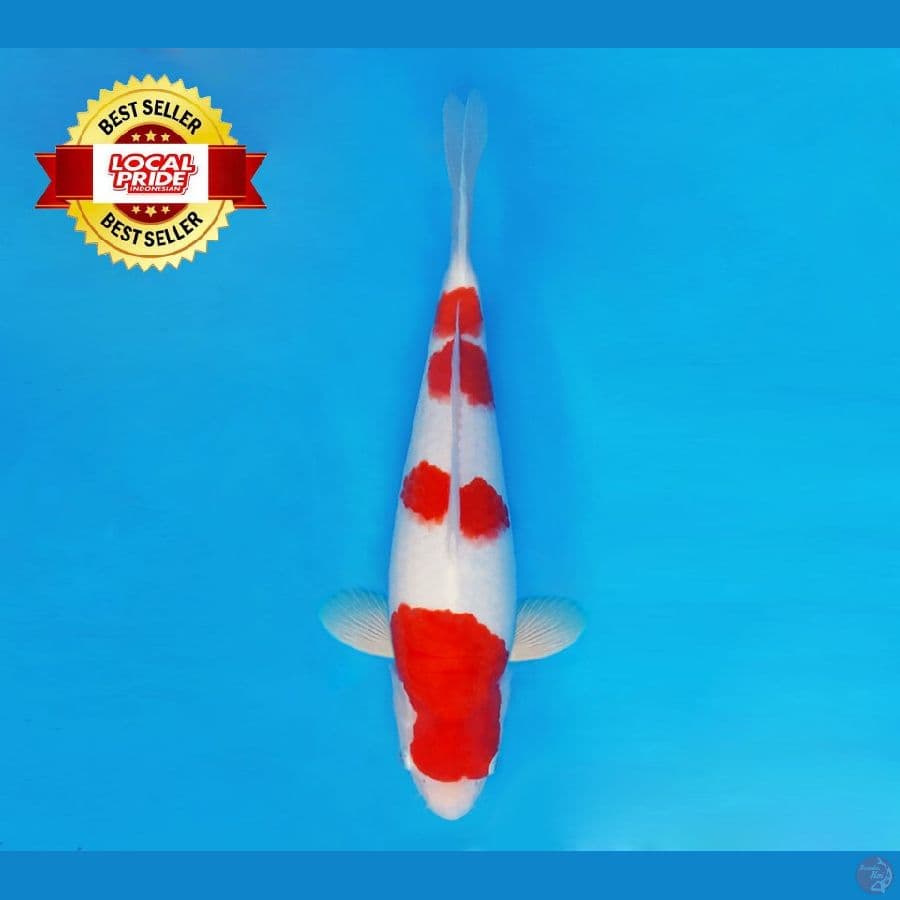 TORA 9 ~ Kohaku 35 cm/fm ™