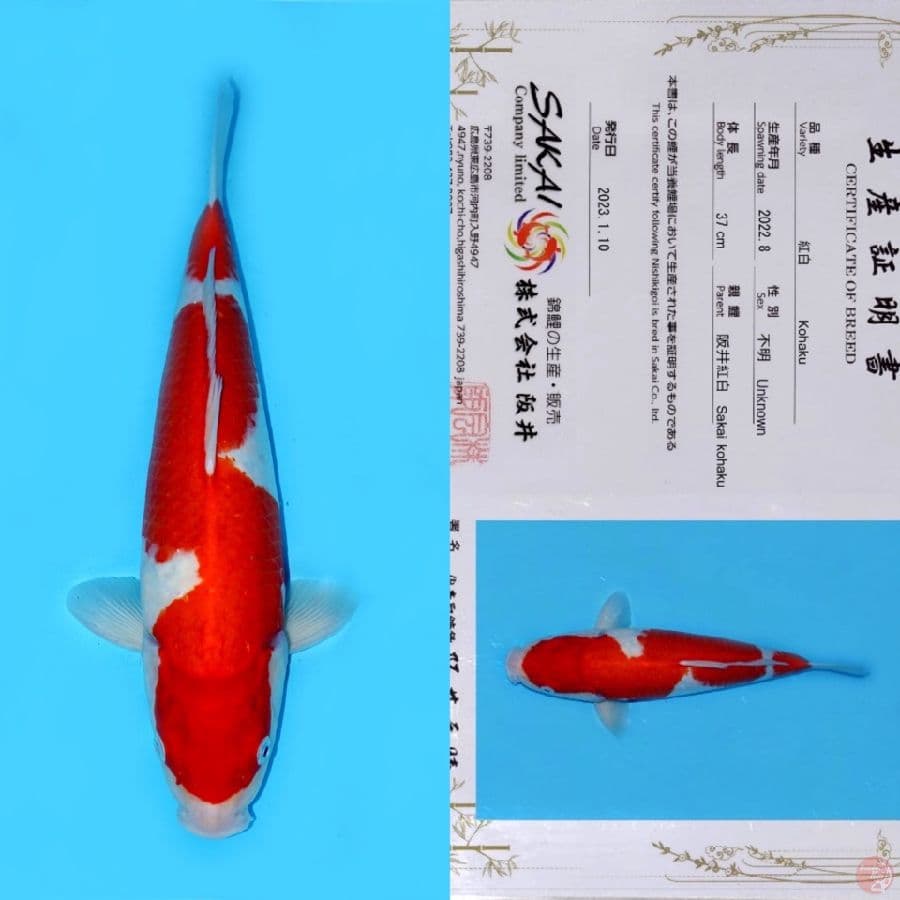 SAKAI KOHAKU NIDAN HQ 45CM