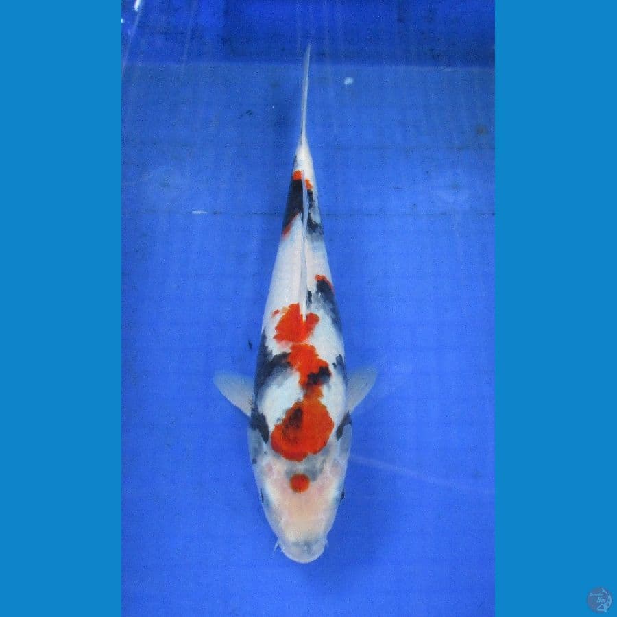 showa ±32cm