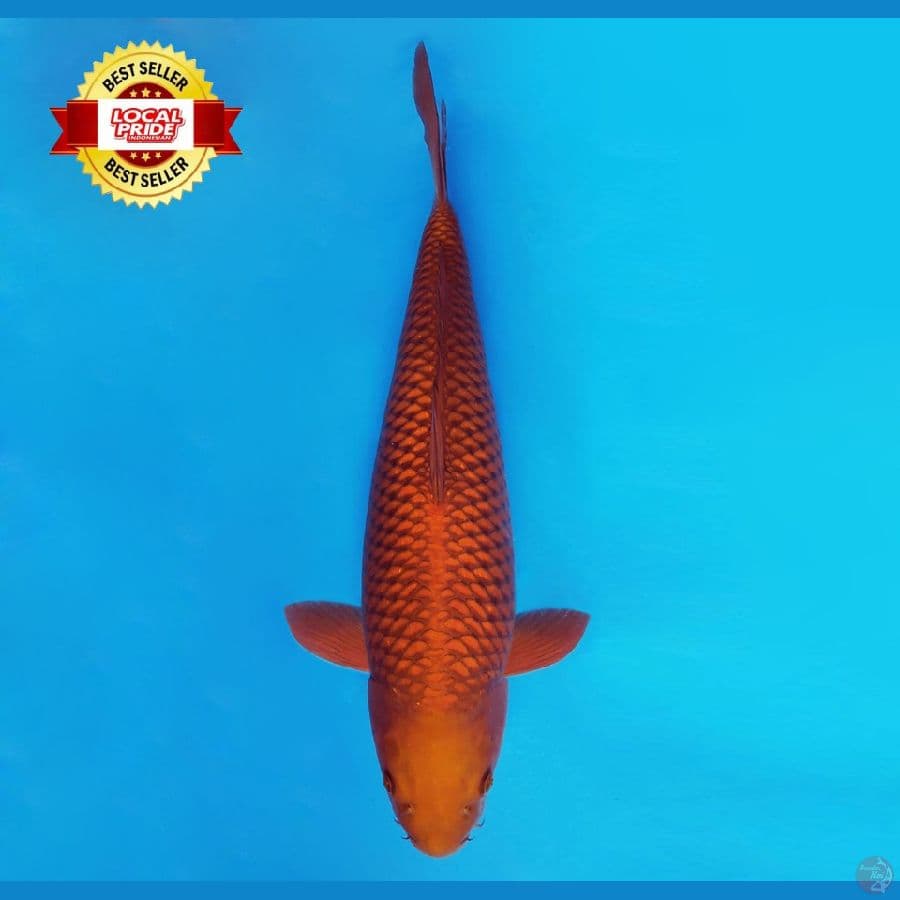 TORA 12 ~ Chagoi Tembaga Sisik Rapi 50 cm/fm ™