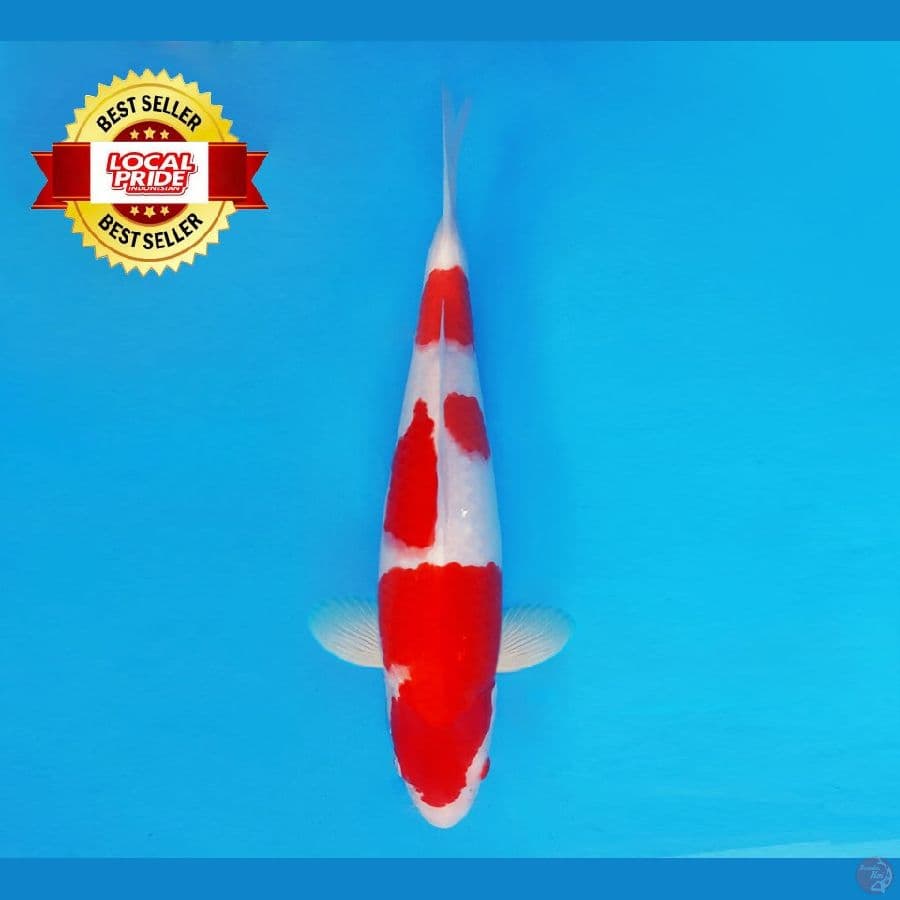 TORA 13 ~ Kohaku 35 cm/male ™