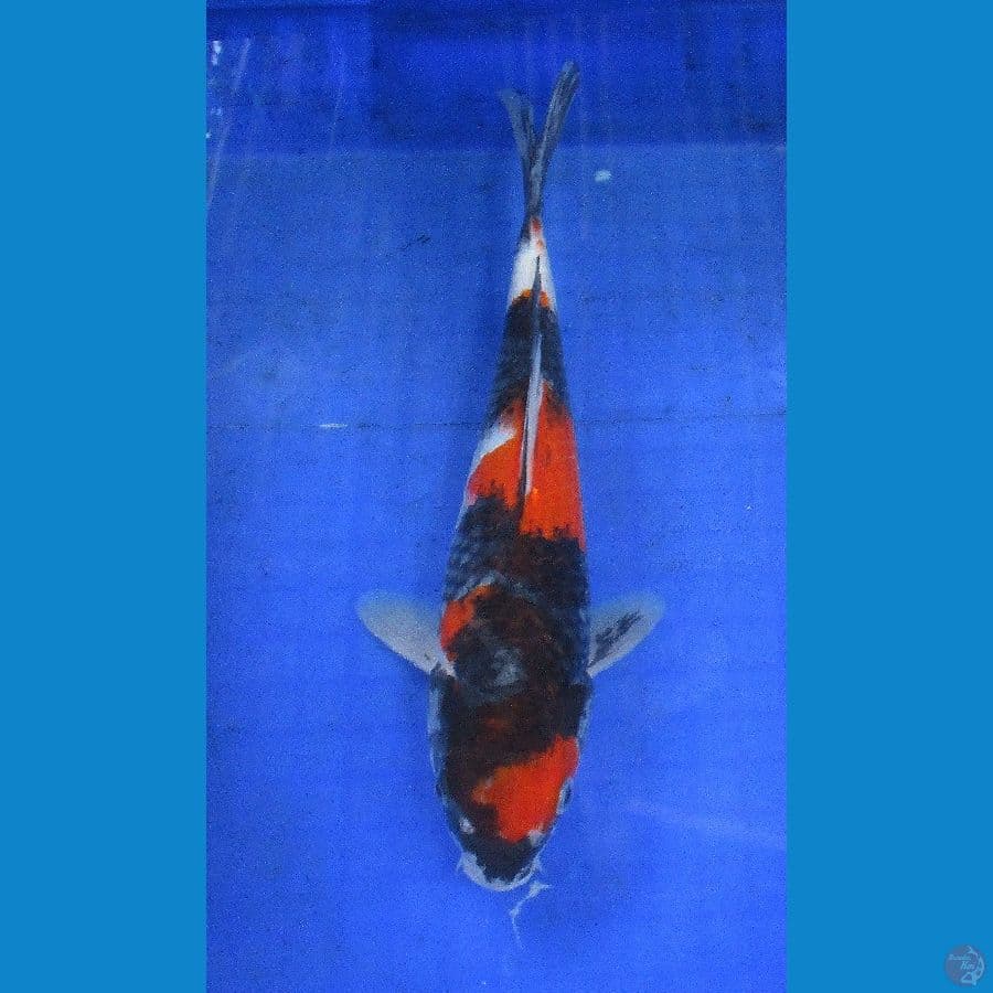 showa ±30cm