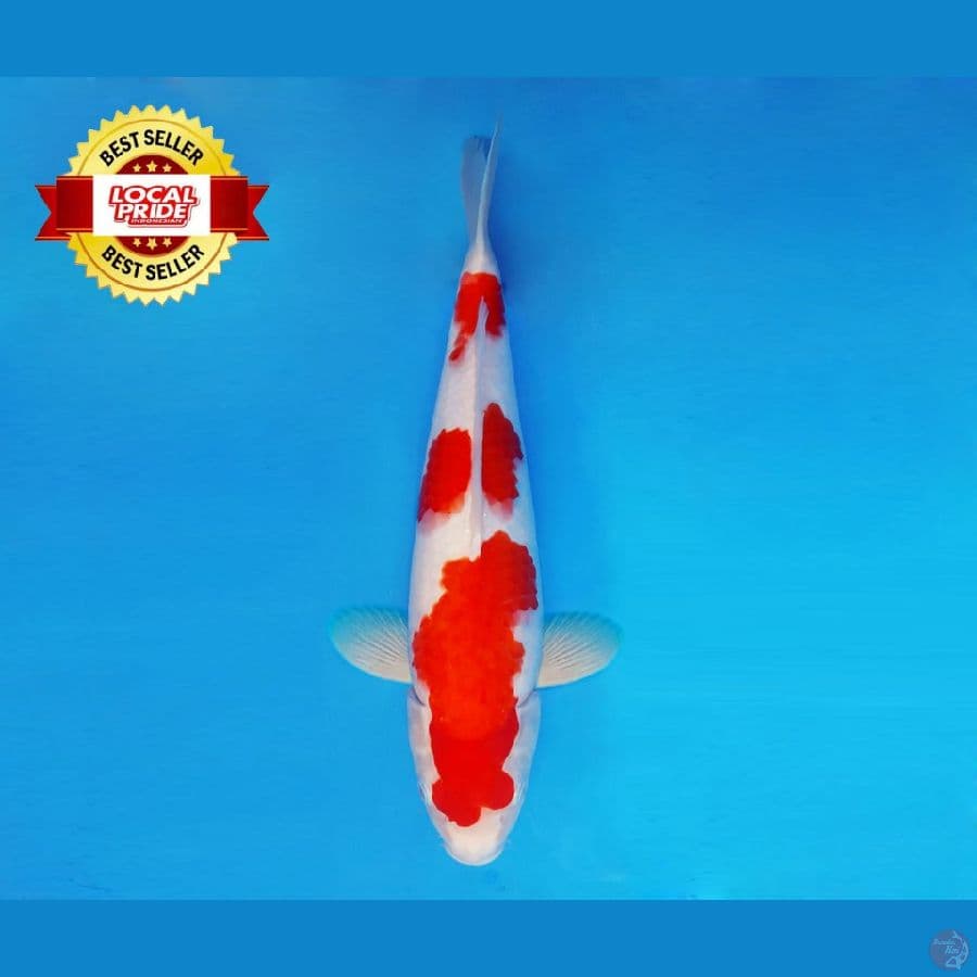 TORA 14 ~ Kohaku 38 cm/fm ™