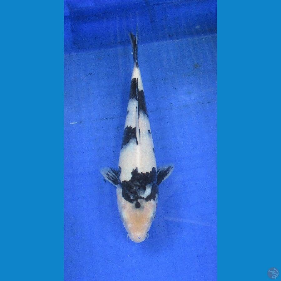 shiro ±30cm