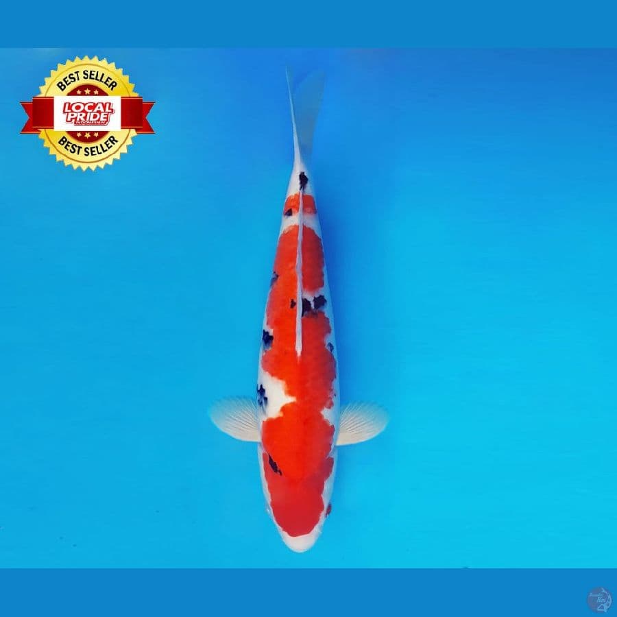 TORA 16 ~ Taisho Sanke 35 cm/fm ™