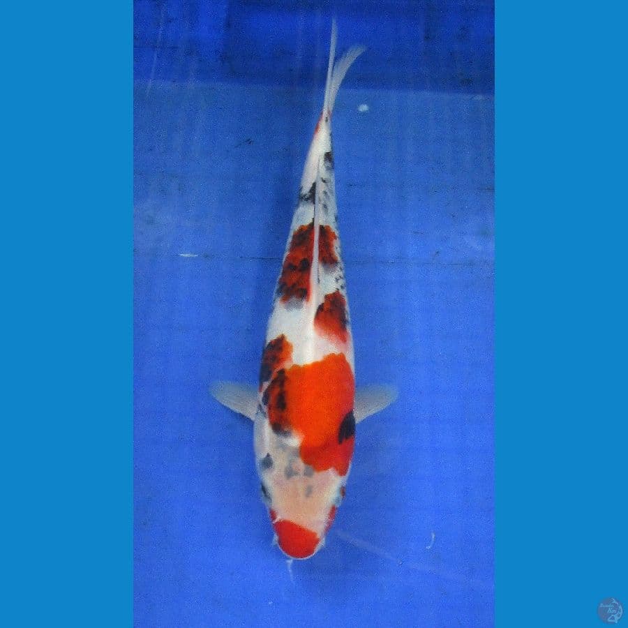showa ±30cm