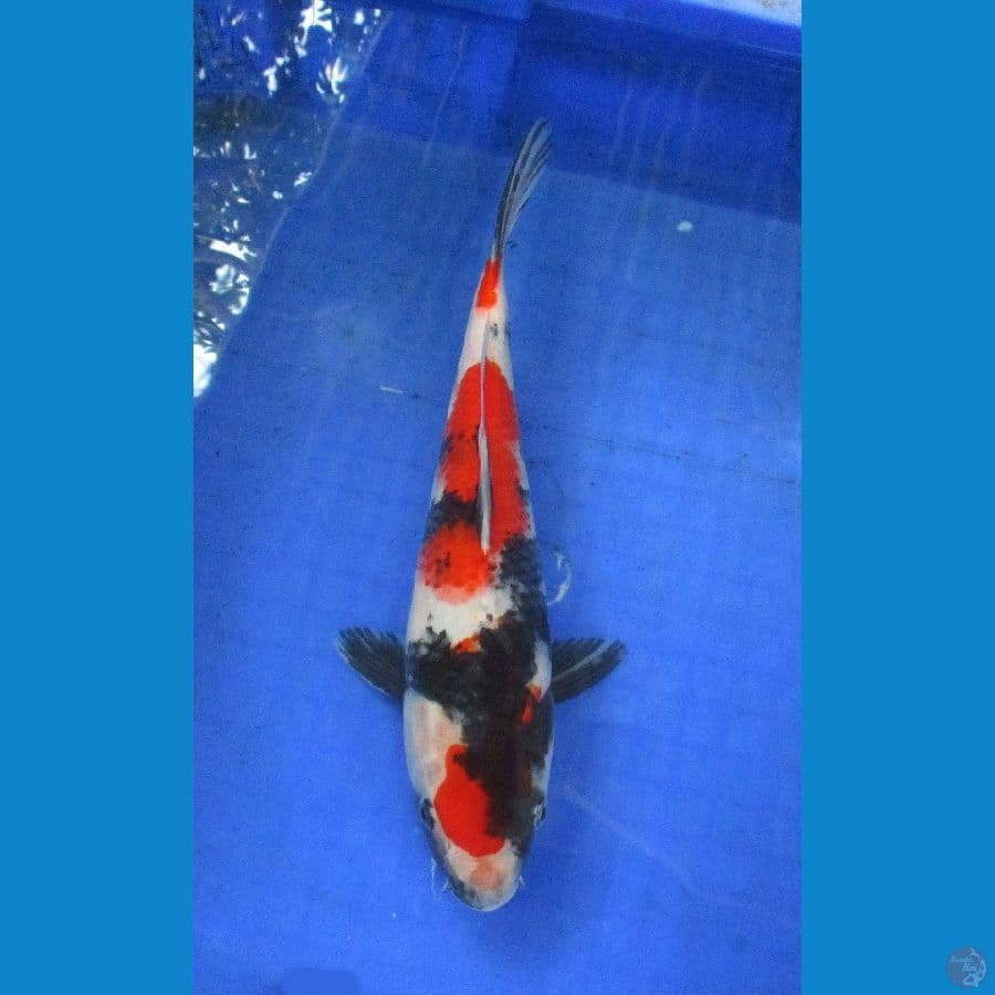 showa ±30cm