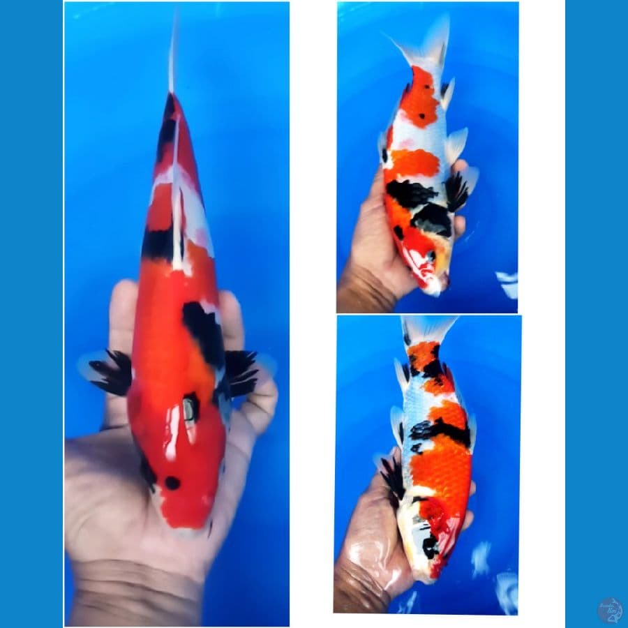 SHOWA MOTOGORO 30 CM / MALE