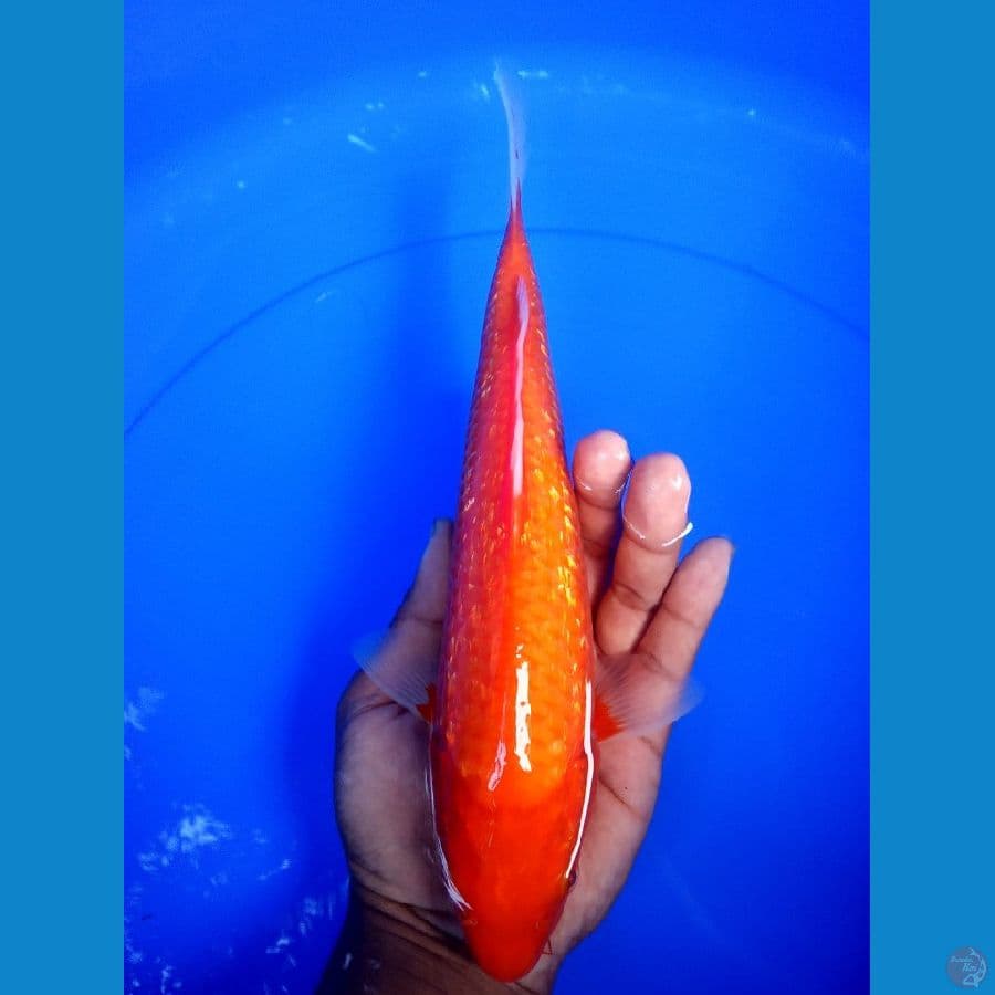 aka hajiro ginrin 30 cm