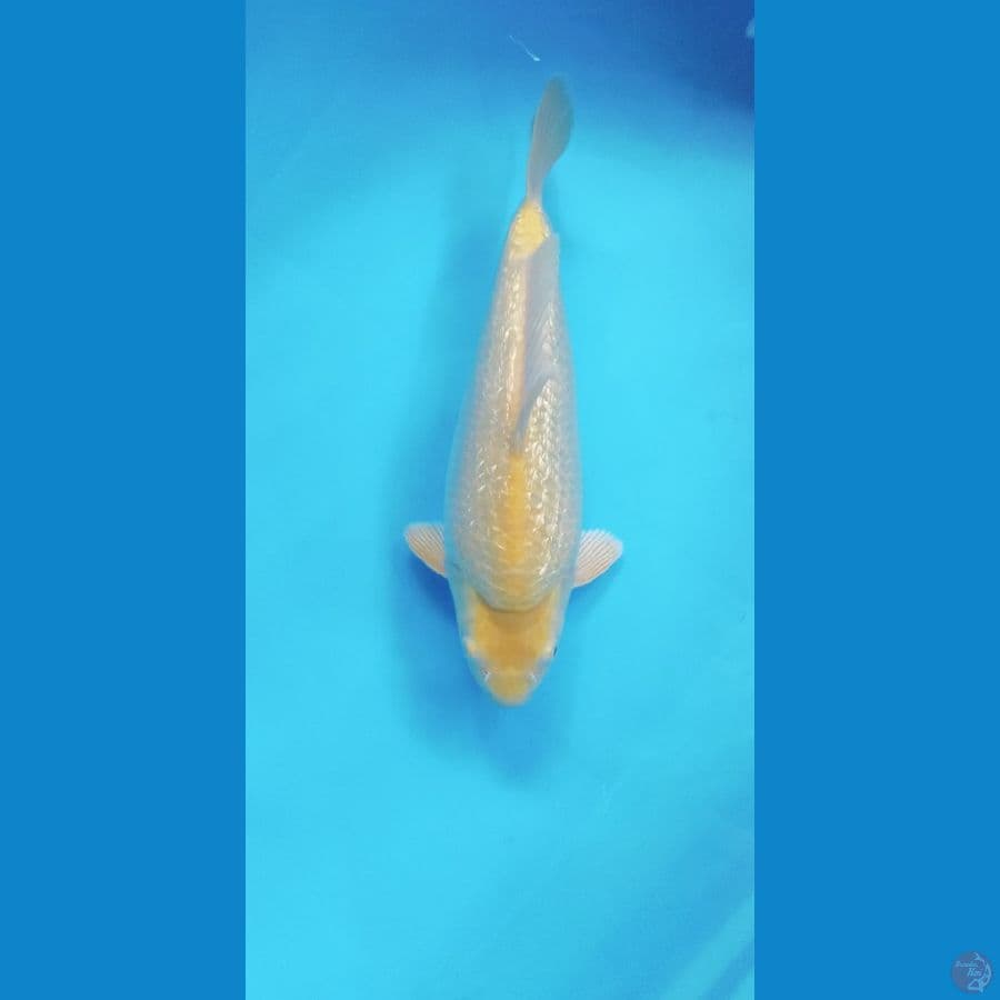 KARASI HQ SUPER PUNUK 30CM MALE